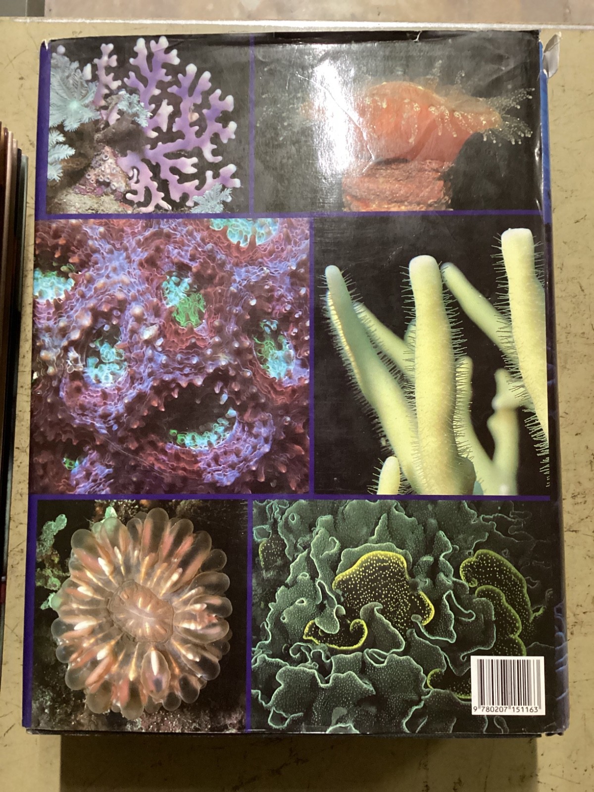 Corals of Australia and the Indo-Pacific by J.E.N. Veron 1986 HC DJ Angus