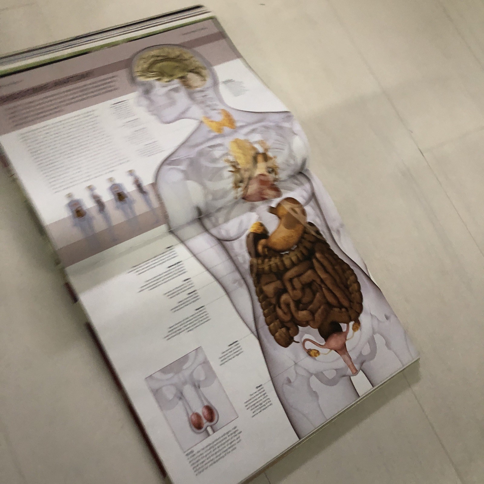 DK The Human Body Book With DVD Rom Structure, Function And Disorders students