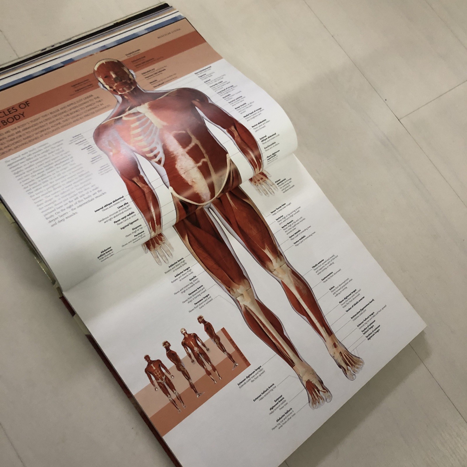 DK The Human Body Book With DVD Rom Structure, Function And Disorders students
